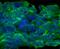 Oncostatin M Receptor antibody, MAB662, R&D Systems, Immunofluorescence image 