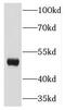 Kaptin, Actin Binding Protein antibody, FNab04639, FineTest, Western Blot image 