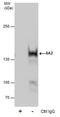 Stromal Antigen 2 antibody, PA5-78340, Invitrogen Antibodies, Immunoprecipitation image 
