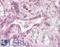 Nuclear Factor Of Activated T Cells 4 antibody, LS-B6449, Lifespan Biosciences, Immunohistochemistry frozen image 