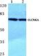 Chloride Voltage-Gated Channel Ka antibody, PA5-36938, Invitrogen Antibodies, Western Blot image 