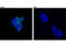 Lymphocyte Cytosolic Protein 2 antibody, 70896S, Cell Signaling Technology, Immunofluorescence image 