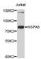 Heat Shock Protein Family A (Hsp70) Member 6 antibody, STJ24098, St John