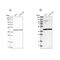 Mitochondrial Ribosomal Protein L37 antibody, NBP1-82621, Novus Biologicals, Western Blot image 