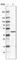 Heterogeneous Nuclear Ribonucleoprotein C (C1/C2) antibody, AMAb91012, Atlas Antibodies, Western Blot image 