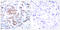 Signal Transducer And Activator Of Transcription 5A antibody, LS-C118254, Lifespan Biosciences, Immunohistochemistry frozen image 