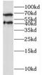 Nectin Cell Adhesion Molecule 4 antibody, FNab06962, FineTest, Western Blot image 