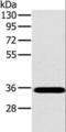 OTU Deubiquitinase, Ubiquitin Aldehyde Binding 1 antibody, LS-C405222, Lifespan Biosciences, Western Blot image 