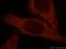 Gamma-Butyrobetaine Hydroxylase 1 antibody, 16099-1-AP, Proteintech Group, Immunofluorescence image 