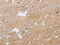 Potassium Calcium-Activated Channel Subfamily M Regulatory Beta Subunit 3 antibody, CSB-PA140706, Cusabio, Immunohistochemistry paraffin image 