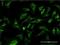 Microtubule Associated Protein 1A antibody, H00064112-M02, Novus Biologicals, Immunofluorescence image 