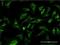 Microtubule-associated protein 1A antibody, H00064112-M02, Novus Biologicals, Immunofluorescence image 