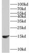 T Cell Leukemia/Lymphoma 1A antibody, FNab08559, FineTest, Western Blot image 