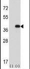 Fructose-Bisphosphatase 1 antibody, PA5-14276, Invitrogen Antibodies, Western Blot image 