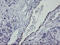 Platelet And Endothelial Cell Adhesion Molecule 1 antibody, TA504861, Origene, Immunohistochemistry frozen image 