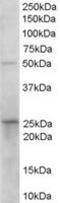 15-Hydroxyprostaglandin Dehydrogenase antibody, MBS421451, MyBioSource, Western Blot image 