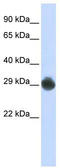 Stem cell factor antibody, TA335261, Origene, Western Blot image 