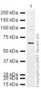 IKAROS Family Zinc Finger 1 antibody, ab26083, Abcam, Western Blot image 