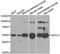 Myotilin antibody, LS-C334718, Lifespan Biosciences, Western Blot image 