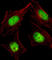 CBFA2/RUNX1 Partner Transcriptional Co-Repressor 2 antibody, abx028691, Abbexa, Western Blot image 