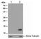 Histone Cluster 4 H4 antibody, ab109463, Abcam, Western Blot image 