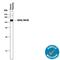 CD36 Molecule antibody, MAB19552, R&D Systems, Western Blot image 