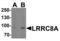 Leucine Rich Repeat Containing 8 VRAC Subunit A antibody, LS-B13087, Lifespan Biosciences, Western Blot image 
