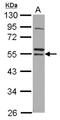 Ring Finger Protein 14 antibody, NBP2-15438, Novus Biologicals, Western Blot image 
