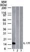 Interleukin 17F antibody, NBP2-27327, Novus Biologicals, Western Blot image 