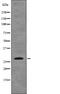 Eukaryotic Translation Initiation Factor 6 antibody, PA5-64824, Invitrogen Antibodies, Western Blot image 