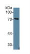 GRB2 Associated Binding Protein 1 antibody, MBS2013192, MyBioSource, Western Blot image 