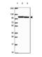 Importin 11 antibody, NBP2-49505, Novus Biologicals, Western Blot image 