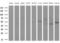 Indoleamine 2,3-Dioxygenase 2 antibody, LS-C339856, Lifespan Biosciences, Western Blot image 