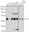 Egl-9 Family Hypoxia Inducible Factor 2 antibody, GTX64646, GeneTex, Western Blot image 