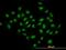 Histone Deacetylase 1 antibody, orb95091, Biorbyt, Immunocytochemistry image 