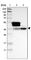 Heterogeneous Nuclear Ribonucleoprotein A1 antibody, HPA001609, Atlas Antibodies, Western Blot image 