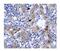 Interferon Regulatory Factor 9 antibody, ab51639, Abcam, Immunohistochemistry paraffin image 