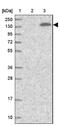 SURP And G-Patch Domain Containing 2 antibody, NBP1-87868, Novus Biologicals, Western Blot image 