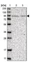 Pleckstrin Homology Domain Containing M3 antibody, PA5-57127, Invitrogen Antibodies, Western Blot image 