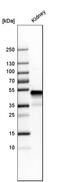 Glycine amidinotransferase, mitochondrial antibody, HPA026077, Atlas Antibodies, Western Blot image 