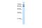 Neurexophilin And PC-Esterase Domain Family Member 4 antibody, GTX46583, GeneTex, Western Blot image 