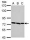 Formin Binding Protein 1 antibody, GTX107688, GeneTex, Western Blot image 