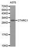 Collagen Triple Helix Repeat Containing 1 antibody, abx000905, Abbexa, Western Blot image 