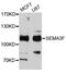 Semaphorin 3F antibody, abx126527, Abbexa, Western Blot image 