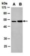 Homeobox protein Meis1 antibody, orb67109, Biorbyt, Western Blot image 