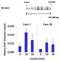 JunB Proto-Oncogene, AP-1 Transcription Factor Subunit antibody, PA1-835, Invitrogen Antibodies, Chromatin Immunoprecipitation image 
