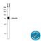 Collectrin, Amino Acid Transport Regulator antibody, AF4965, R&D Systems, Western Blot image 