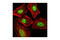 Coactivator Associated Arginine Methyltransferase 1 antibody, 3379S, Cell Signaling Technology, Immunocytochemistry image 