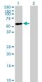 Zinc Finger Protein 565 antibody, H00147929-B01P, Novus Biologicals, Western Blot image 