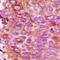 TRF antibody, LS-C352360, Lifespan Biosciences, Immunohistochemistry paraffin image 